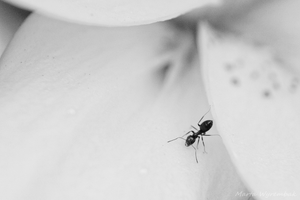 Ant Black&White